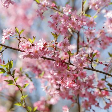 Cerisier à fleurs du Japon - Prunus x subhirtella Fukubana
