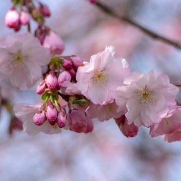 Cerisier à fleurs du Japon - Prunus Accolade