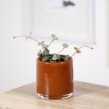 Ceropegia woodii - Chaîne des cœurs