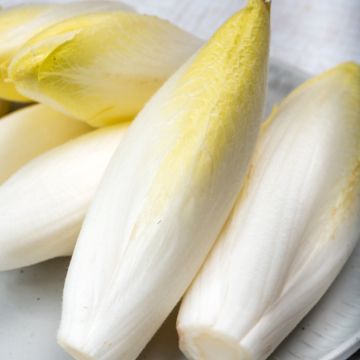 Chicorée Witloof (Endive) Zoom F1 - Cichorium intybus