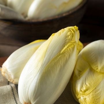 Chicorée Witloof (Endive) De Bruxelles (remplace Vilmorin n°5) - Vilmorin