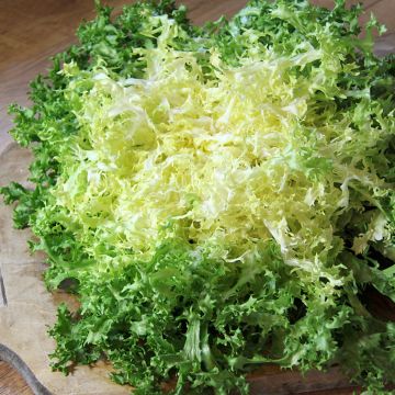 Chicorée frisée Grosse Pancalière AB - Ferme de Ste Marthe