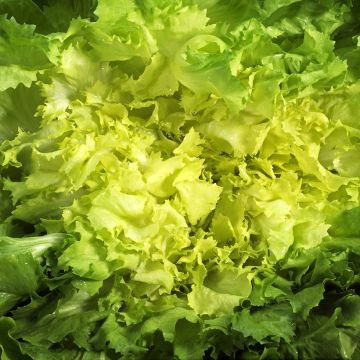 Chicorée scarole Géante Maraîchère - Cichorium endivia