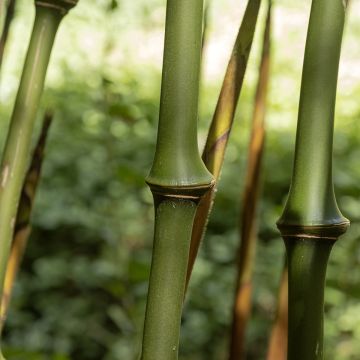 Chimonobambusa tumidissinoda Macrophylla - Bambou moyen