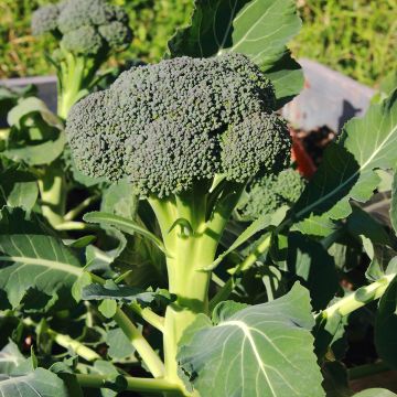 Chou Brocoli Ramoso Calabrese Bio