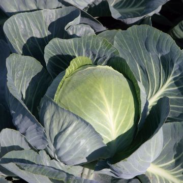 Chou cabus Tête de Pierre F1 en plants - Brassica oleracea capitata - Chou pommé à feuilles lisses