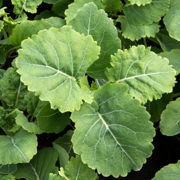 Chou perpétuel Daubenton en plant - Brassica oleracea ramosa 