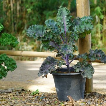 Chou Kale Blue Scotch Curled Bio - Ferme de Sainte Marthe