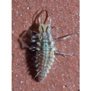Chrysope Biotop contre les pucerons sur plantes basses en boîte de 100 larves