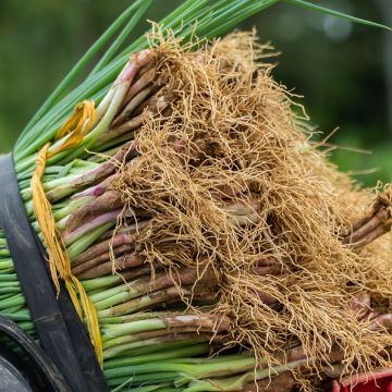 Ciboule Rouge