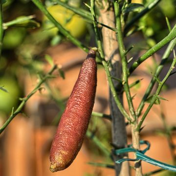 Citron Caviar Rose - Microcitrus australasica Rose