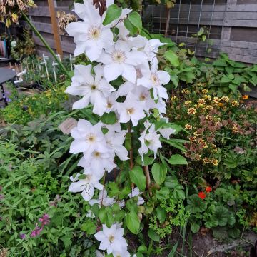 Clématite Guernsey Cream