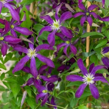 Clématite Viticella Etoile Violette