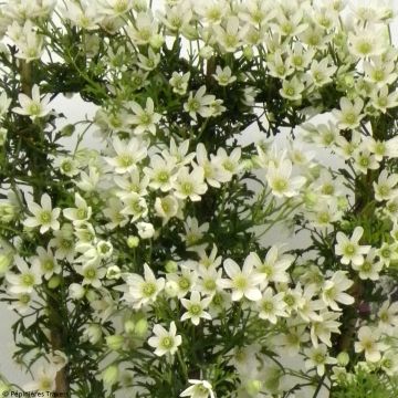 Clématite - Clematis Tai Yang livré en hauteur 80/120 cm en pot de 3l/4l
