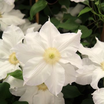 Clématite - Clematis Ice Blue