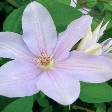 Clématite - Clematis Peveril Pearl