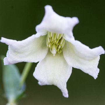 Clématite italienne - Clematis viticella