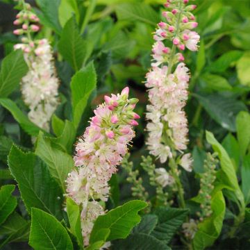Clethra alnifolia Ruby Spice