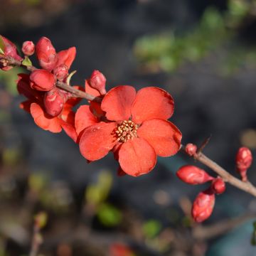 Cognassier du Japon - Chaenomeles x superba Hollandia