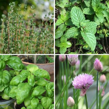 Collection de 4 aromatiques pour terrasse
