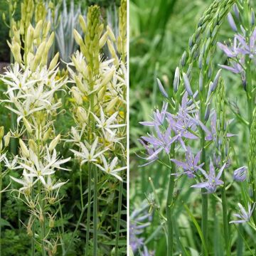 Collection Camassia Blanc et Bleu