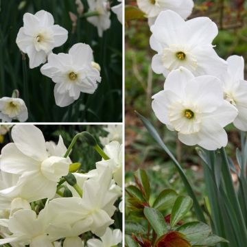 Collection narcisses blancs