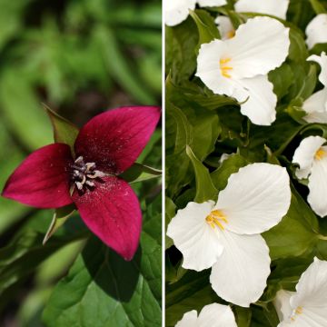 Collection 2 Trilliums