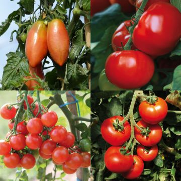 Collection de 4 tomates hybrides F1