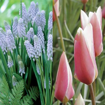 Collection naturaliste