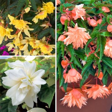 Collection de 3 bégonias retombants Belleconia