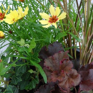 Composition Full of Joy - composition de 4 plantes