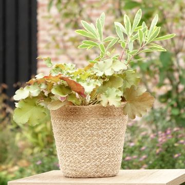 Composition Hidden Treasure - composition de 3 plantes