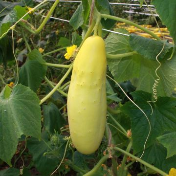 Concombre Patio Snacker F1 - Cucumis sativus