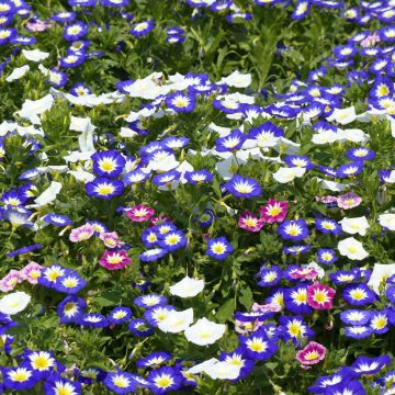 Belle-de-Jour Royal Ensign en mélange