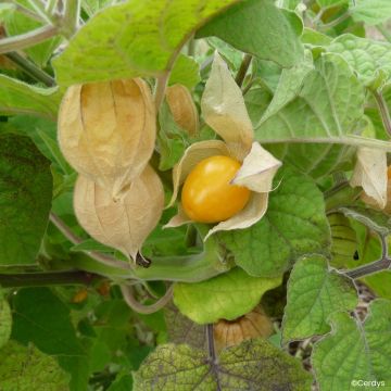 Physalis peruviana - Coqueret du Pérou