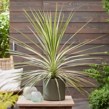 Cordyline australis Peko