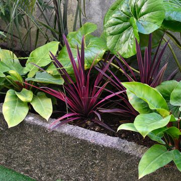 Cordyline australis Pink passion