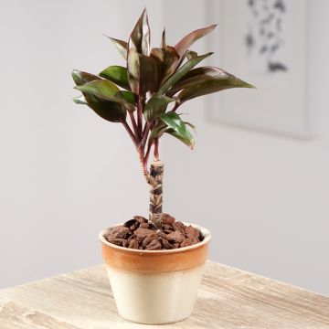 Cordyline fructicosa Purple Compacta