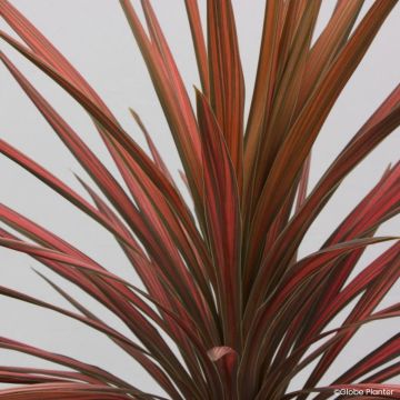 Cordyline australis Mint Chocolate