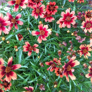 Coreopsis Desert Coral