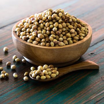 Coriandre à graine fine, lente à monter