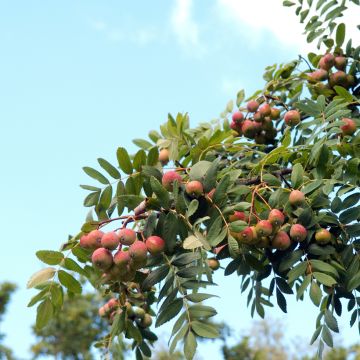 Cormier, Sorbier domestique - Sorbus domestica