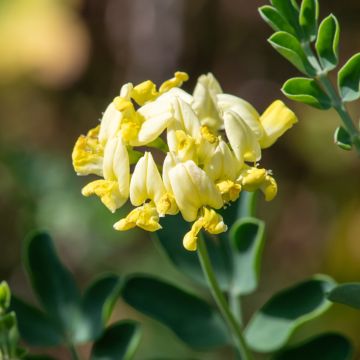 Coronilla valentina subsp. glauca Citrina - Coronille glauque