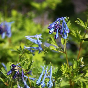 Corydalis elata Blue Summit - Corydale bleu