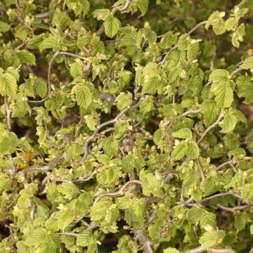 Corylus avellana contorta Medusa - Noisetier tortueux nain