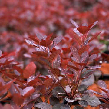 Cotinus coggygria Magical Purple - Arbre à perruque