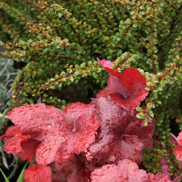 Cotoneaster adpressus Little Gem (Tom Thumb)