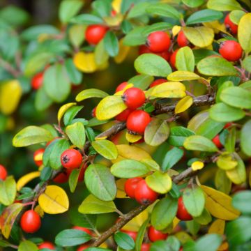 Cotoneaster Eichholz - Cotonéaster  de Dammer