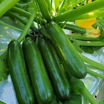 Courgette Diamant F1