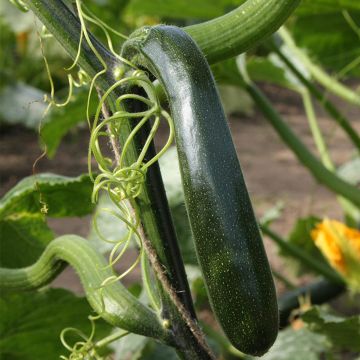 Courge Massue Longue ou courgette grimpante Bio - Ferme de Sainte Marthe